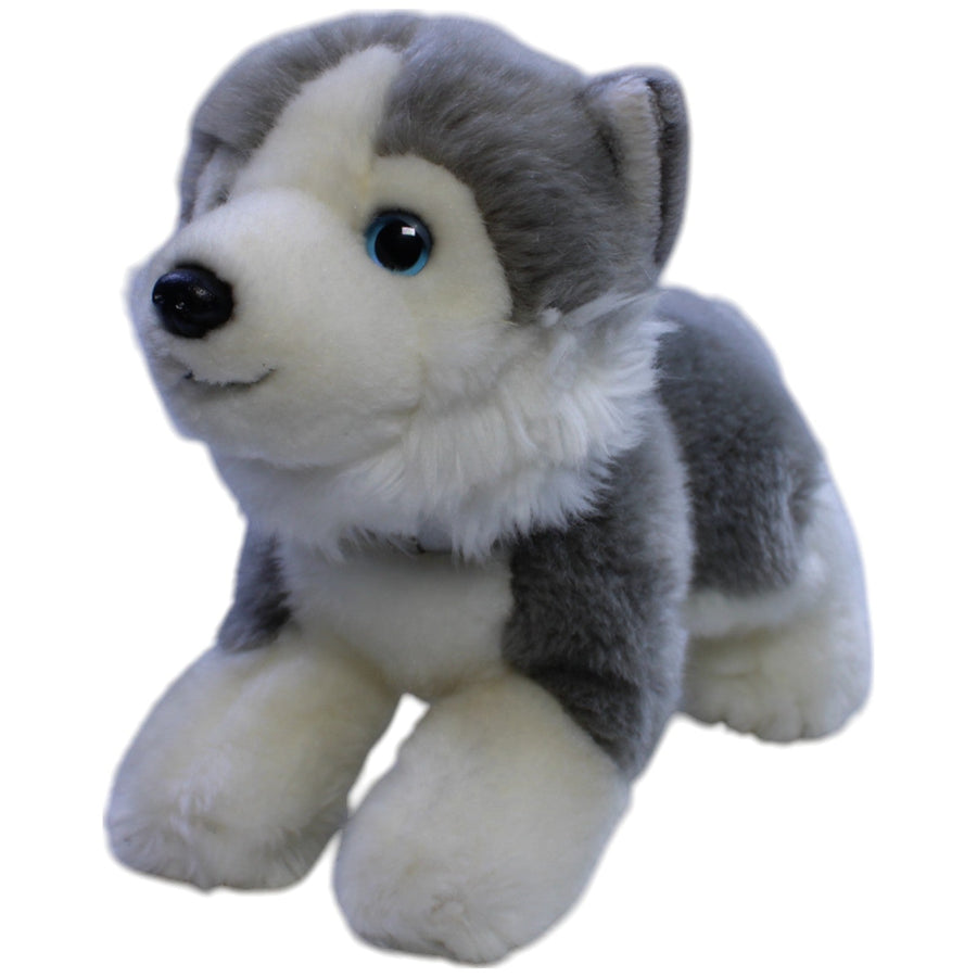 Süßer Husky mit Halsband