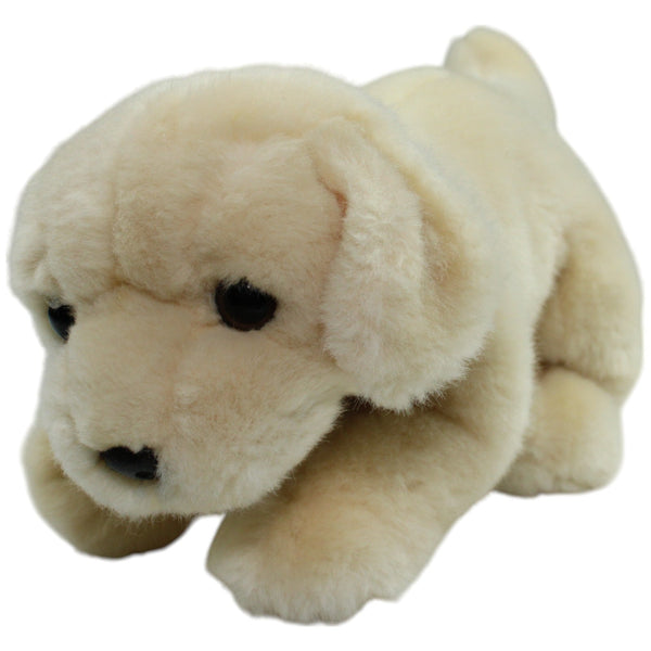 Süßer Golden Retriever Welpe mit Halsband