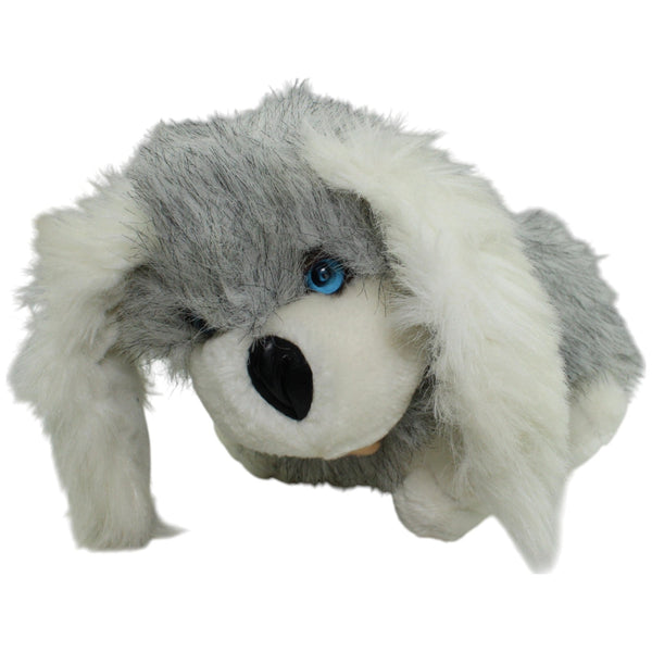 Hund mit blauen Augen, grau-weiß