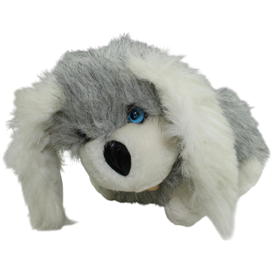 Hund mit blauen Augen, grau-weiß