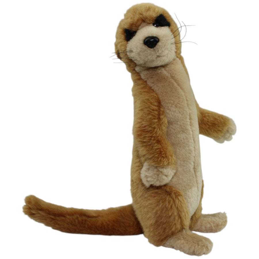 Erdmännchen, stehend