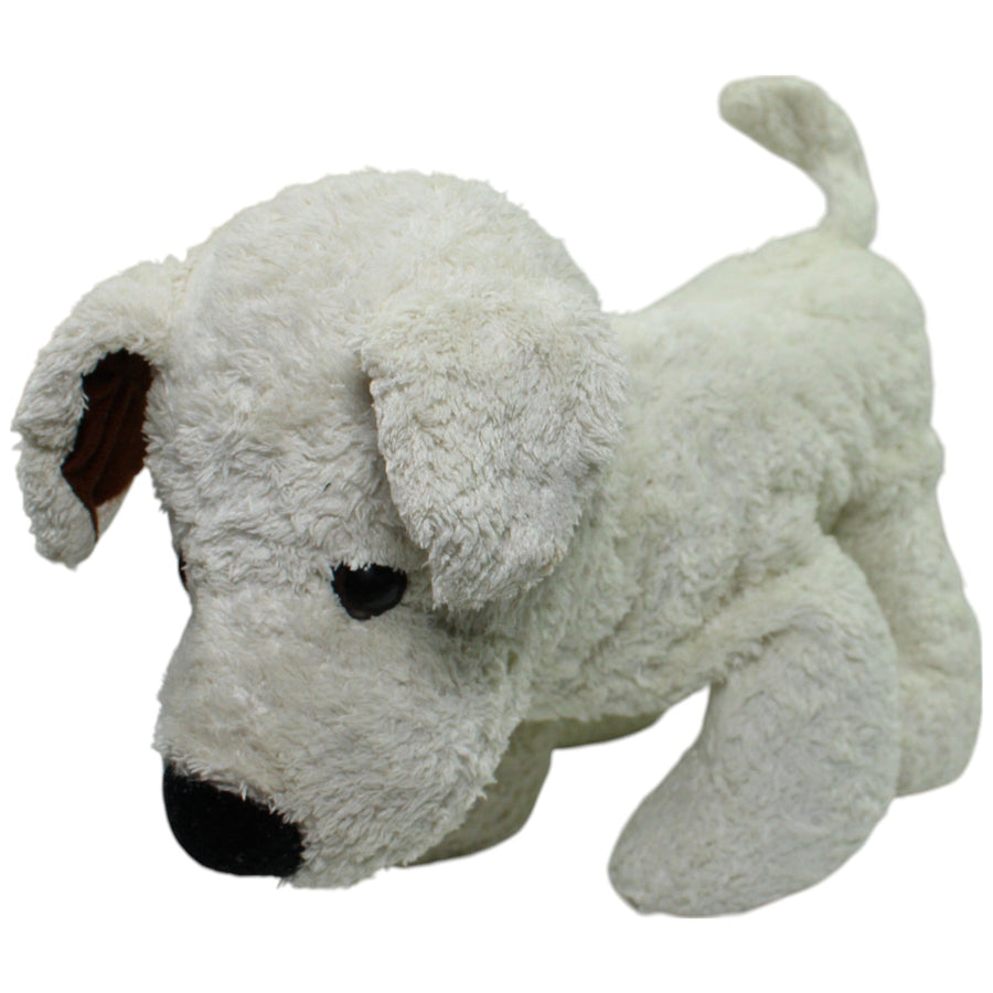 Süßer weißer Hund, groß