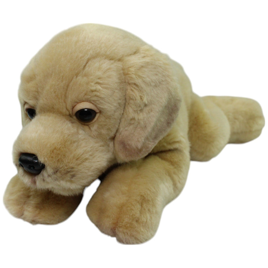 Leosco, liegender Golden Retriever Welpe