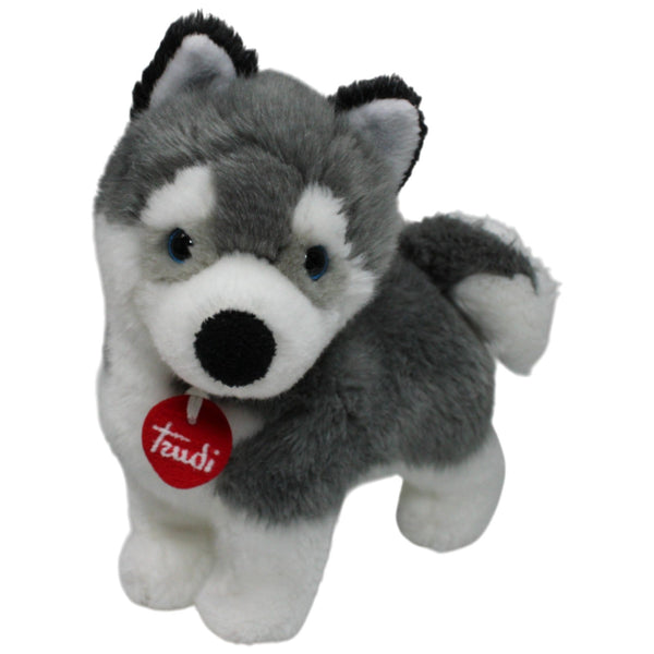 Hübscher Husky, stehend