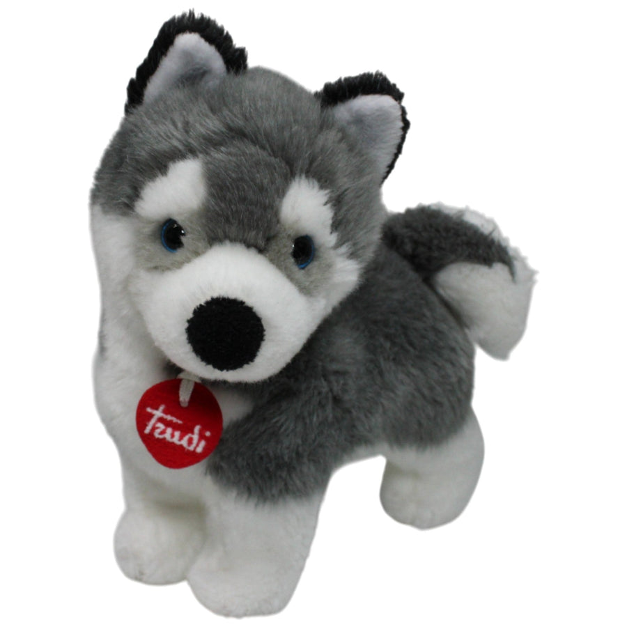 Hübscher Husky, stehend