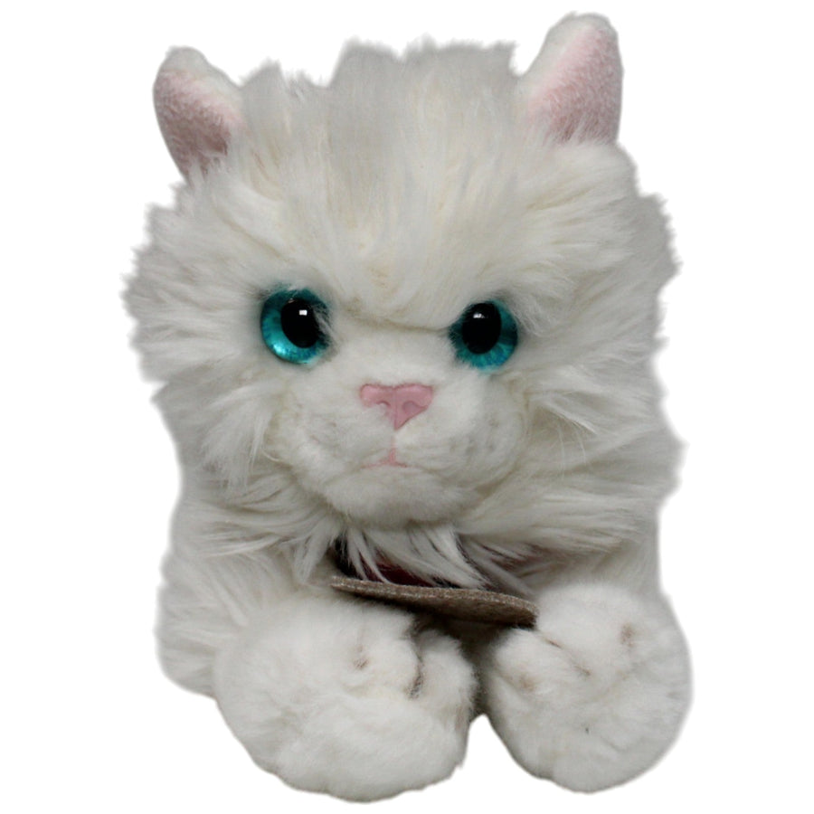 Süßes weißes Katzen-Baby Tiffany mit Halsband