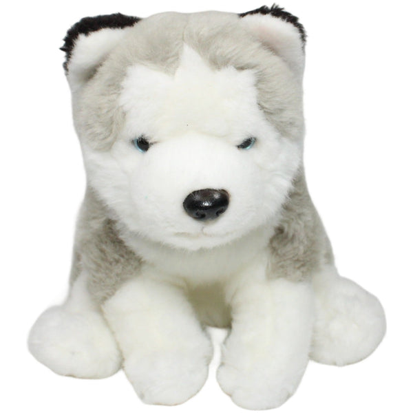 Husky mit Halsband, sitzend