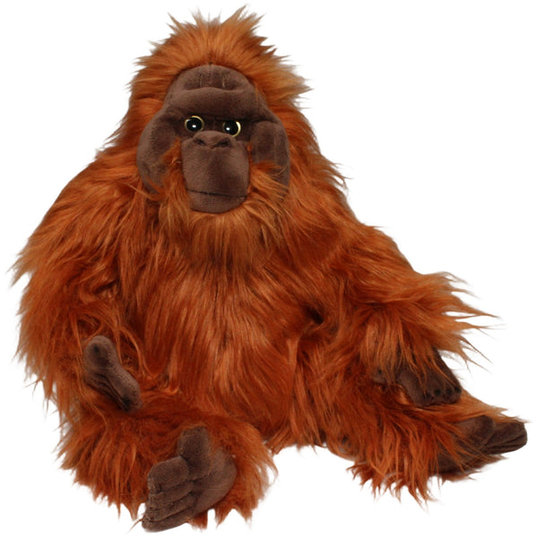 Schöner Orang-Utan
