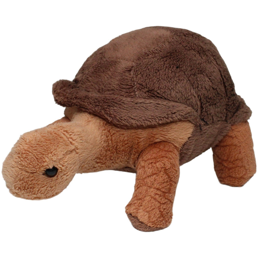 Schöne Landschildkröte