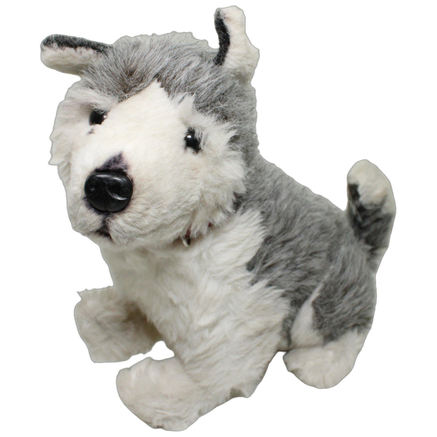 Hübscher Husky mit Halsband, groß