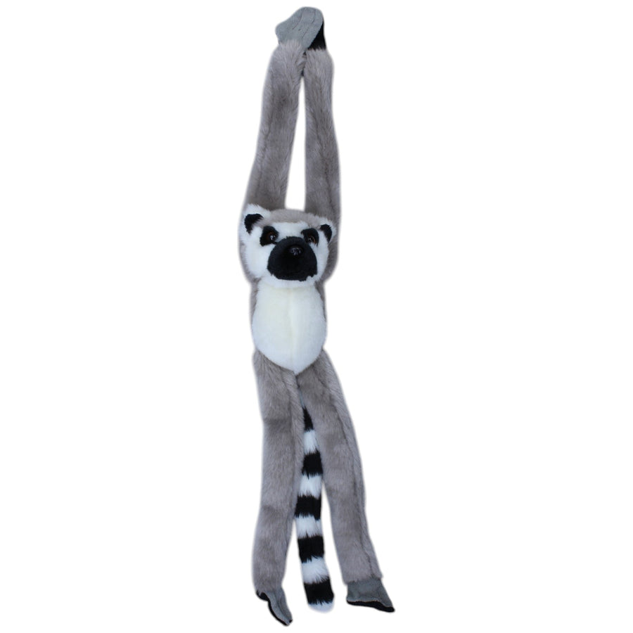 Ringschwanz-Lemur, hängend