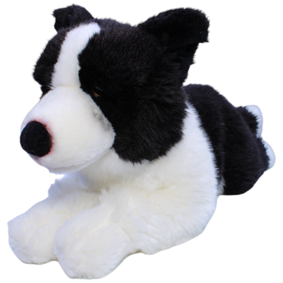 XL Border Collie