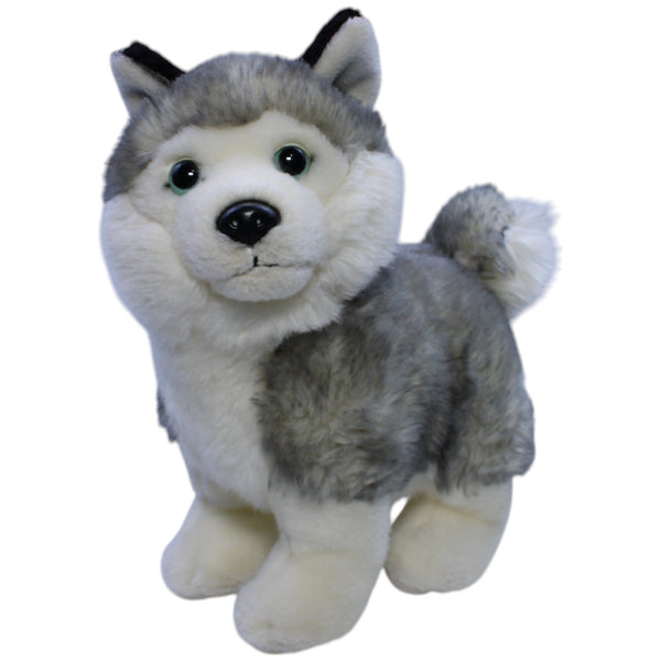 Hübscher Husky, stehend