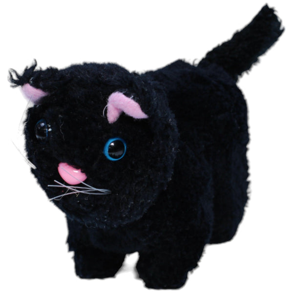 Katze mit blauen Augen, klein