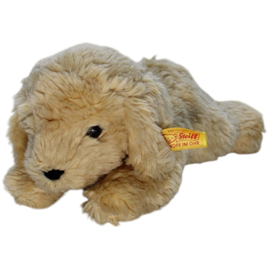 Golden Retriever Welpe, liegend