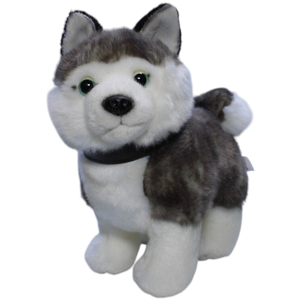 Hund, Husky mit Leine